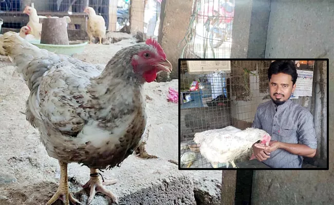 Khammam: This Broiler Chicken Eats Only Chicken Meat - Sakshi