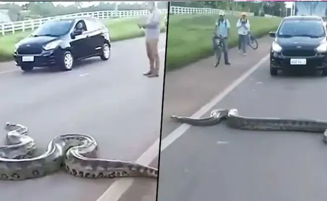 Viral Video: Traffic Halts As Giant Anaconda Crosses Busy Road In Brazil - Sakshi