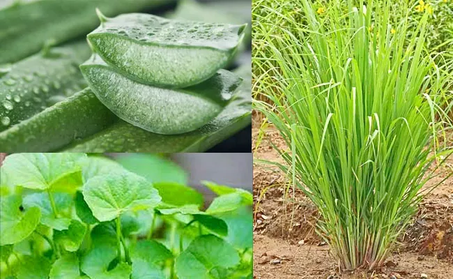 Do you know about these medicinal plants and their benefits - Sakshi