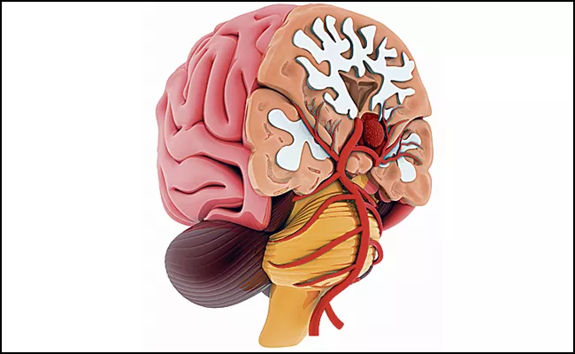 Fasting: Intermittent Fast Uses How It Helps Neurogenesis In Telugu - Sakshi