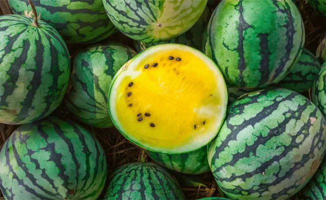 Indian Farmer Cultivates Yellow Watermelon - Sakshi