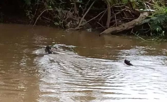 Water Dogs In Crop Canal East Godavari - Sakshi