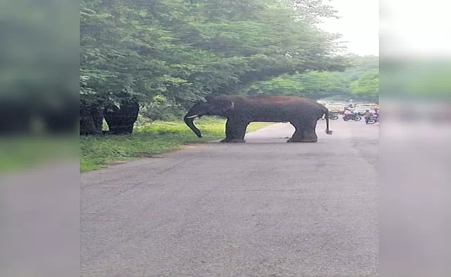 Wild Tusker Blocks Traffic On NH In Palamaner - Sakshi