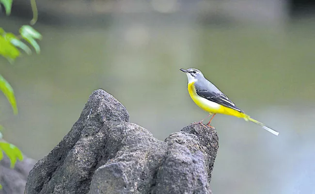 Migratory birds in Paderu Andhra Pradesh - Sakshi