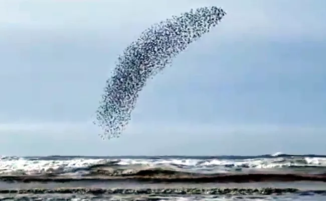 Wonderful Dance By Birds In A Beach Goes Viral In Social Media - Sakshi