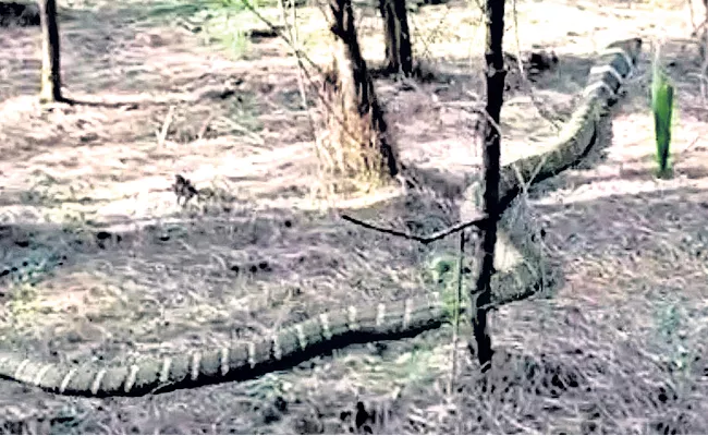 King Cobra Hulchul In East Godavari District - Sakshi