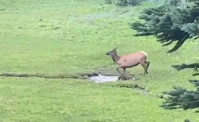 Viral Video: Deer Having A Fun Time Jumping And Playing In A Rain Puddle  - Sakshi