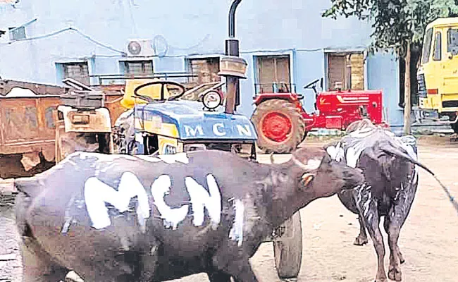 Photo Feature in Telugu: Nirmal Municipality, Buffalos, Mission Bhagiratha Water Pipeline Leak - Sakshi