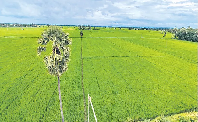 Record Level Crop Cultivation In AP - Sakshi