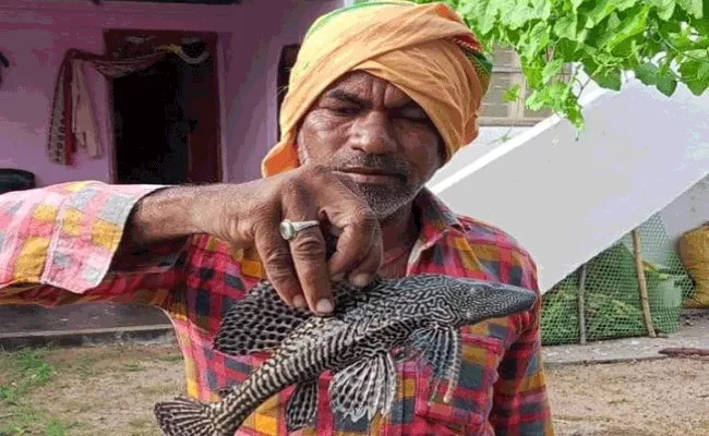 Devil Fish Spotted To Fisherman In Jagtial, karimnagar - Sakshi