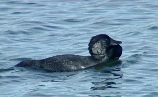 scientists find talking duck - Sakshi