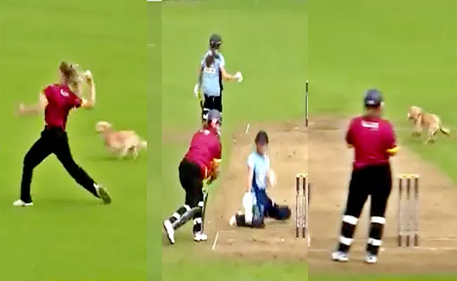 Dog Steals Ball Interrupts Cricket Game Ireland Became Viral - Sakshi