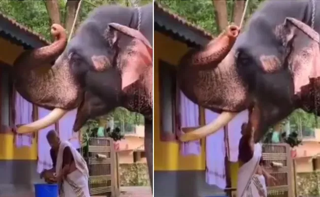 Old Woman Feeds Food To Elephant With Her Hands - Sakshi