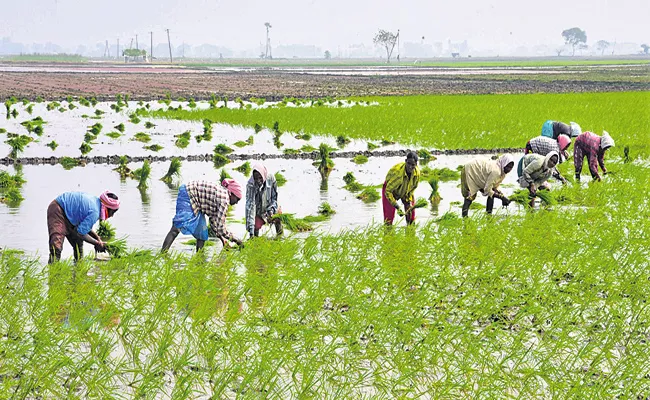 Andhra Pradesh government has prepared an advance seed plan - Sakshi