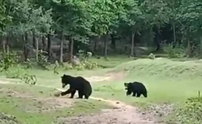 Orissa: People Witness Rare Sight Of Bears Playing Football Goes Viral - Sakshi