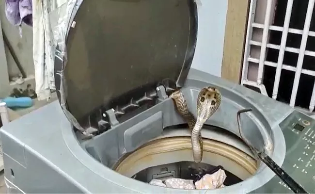 King Cobra Found In Washing Machine At West Godavari Video Surfaces - Sakshi