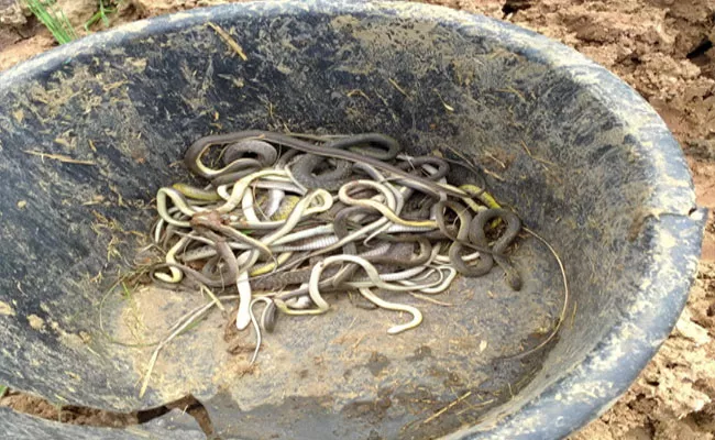 More Then 100 Dead Snakes Spotted In Agriculture Farm Anantapur - Sakshi