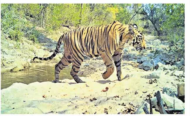 Killer Tiger Moving In Adilabad Forest Area - Sakshi