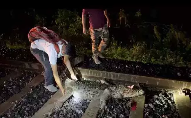 Rajdhani Express Halted 25 Minutes Due To Crocodile On Rail Track - Sakshi