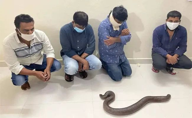 2 Headed Snake Gang Arrested By Forest Department Vigilance Unit In HYD - Sakshi