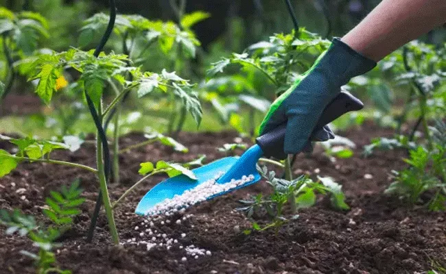 Indian scientists develop convert waste into fertilizer and animal feeds - Sakshi