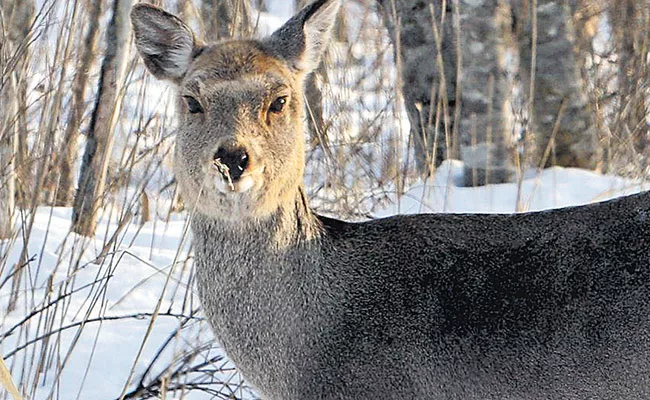 Japanese Trains Are Barking Like Dogs To Prevent Wild Animals Accidents - Sakshi