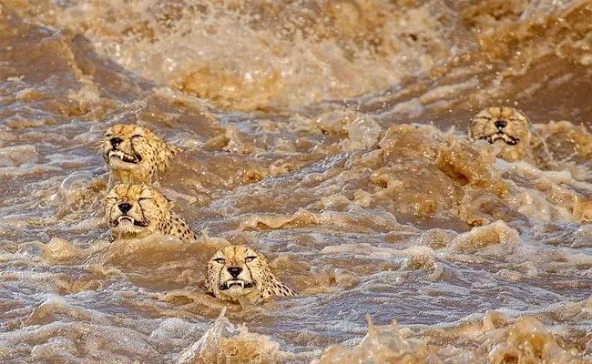 Kenya:Five Cheetah Brothers Swim Across Flooded River - Sakshi