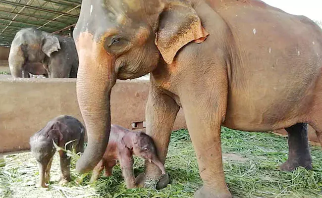 Rare Incident: Sri Lanka Reports Rare Birth Of Elephant Twins - Sakshi