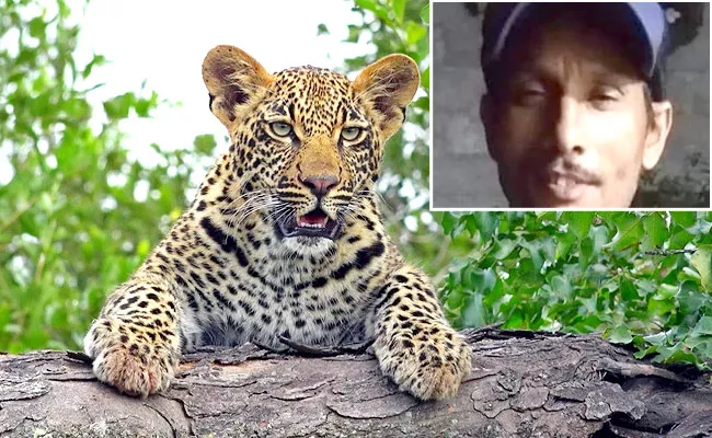 Goats Shepherd Assasinated Leopard For Self Defence In UttaraKhand - Sakshi