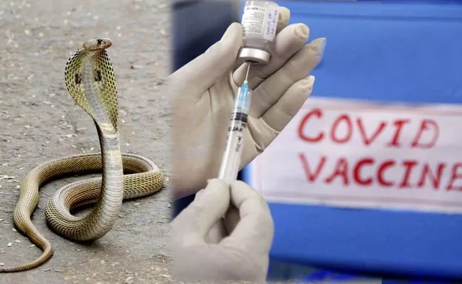 Snake Found In Vaccination Centre In Warangal - Sakshi