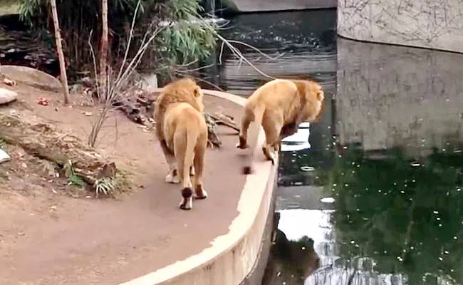 Old Viral Video A Lion Accidentally Fallen Into Water Hole - Sakshi