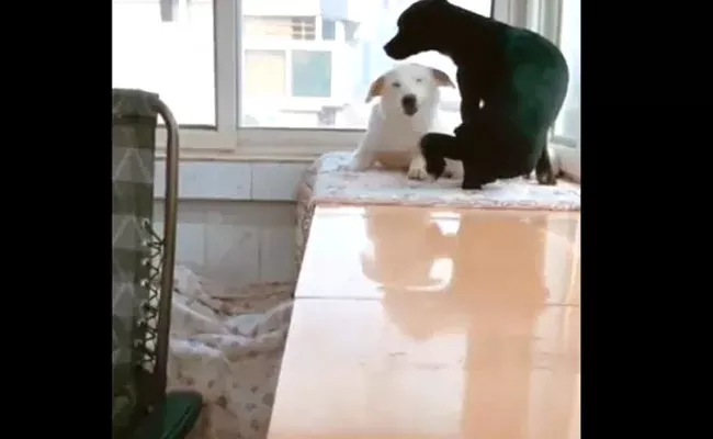 Dad Dog Brought Snack To Exhausted Mom Dog Watch This Interesting Video - Sakshi