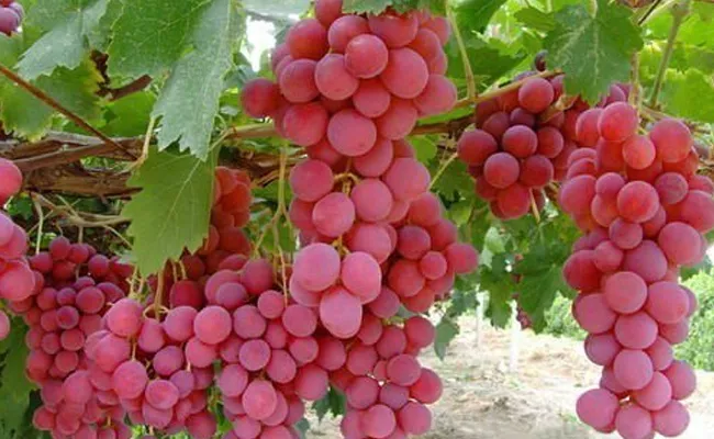 Ruby Roman Grapes Most Expensive Per Bunch Rs 33 Thousand - Sakshi