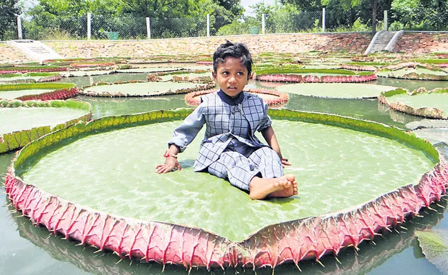 Giant Water Lilies Are Grown At the Yogi Vemana University Botanical Garden - Sakshi