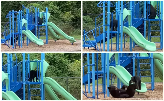 Mother Bear Teaching Her Cub To Use The Slide At School Playground - Sakshi