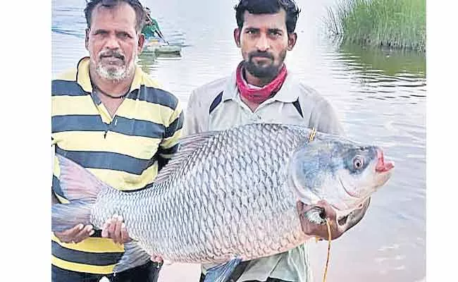 Fisherman Catches 30kgs Fish In Nalgonda District - Sakshi