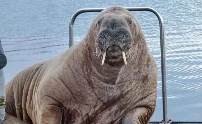 Wally The Wandering Celebrity Walrus Spotted in Iceland - Sakshi