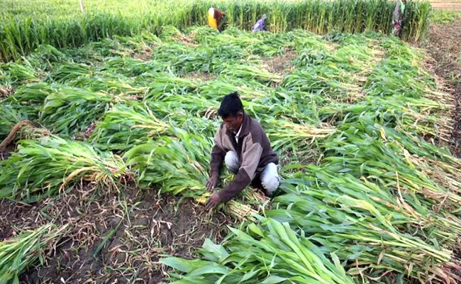  UP Farmer Cultivated Bamboo Plants And Earns More Than Rs 17 Lakhs Over 7 Years - Sakshi