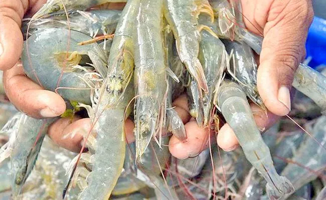 Prawn Production And High Vannamei Prawn Exports In AP India Wise - Sakshi