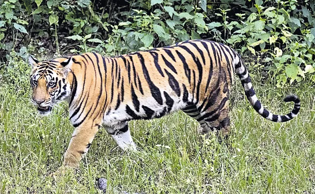 Counting of tigers from 28th September - Sakshi