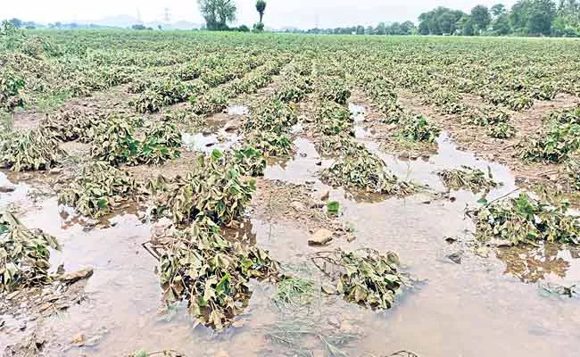 Damage Of Crops Due To Gulab Cyclone Effect In Telangana - Sakshi