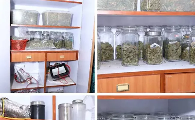 Inspired by Lord Shiva Bengaluru MBA Graduate Grows Hybrid Ganja at Home - Sakshi