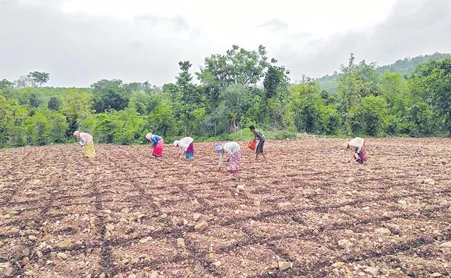 Forest Department In Process Of Settling Forest Land Encroachment And ROFR Accounts - Sakshi