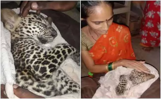 Heavy Rain: Leopard Cub Rescued And Wrapped By Woman In Mumbai - Sakshi