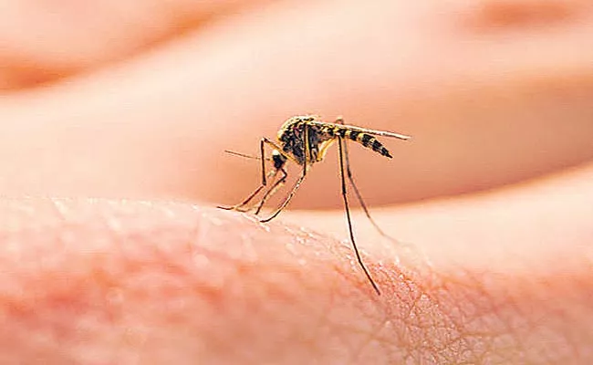 Hyderabad: Be Vigilant On Dengue Disease - Sakshi