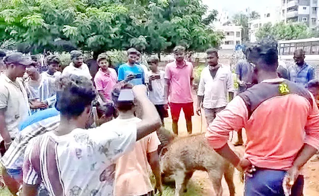 Pigs Competitions In Visakhapatnam - Sakshi