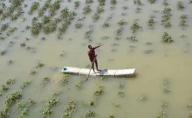 Godavari River Flood: Fishering In Cotton Farm At Mancherial - Sakshi