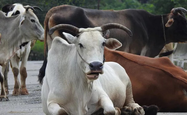 cow only animal that inhales exhales oxygen: Allahabad HC judge - Sakshi