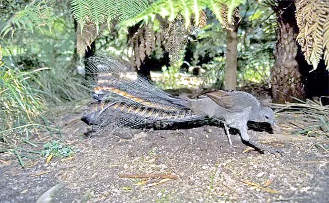 Lyrebird at Australian zoo perfectly mimics Babys cry - Sakshi