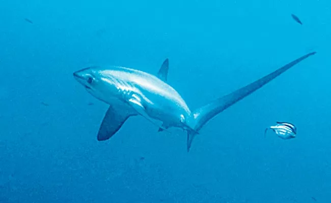 Sharks and rays at growing risk of extinction says IUCN - Sakshi